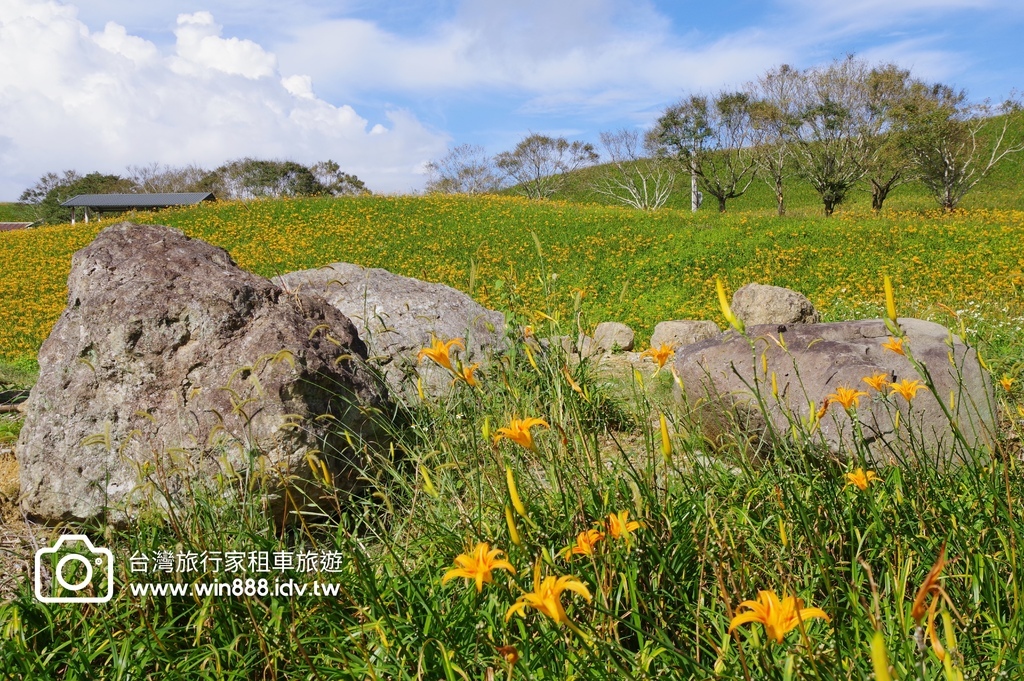 2023 0923 台東旅行，伯朗大道，天堂路，滿山滿谷金針