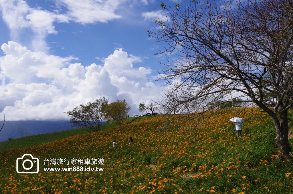 2023 0923 台東旅行，伯朗大道，天堂路，滿山滿谷金針