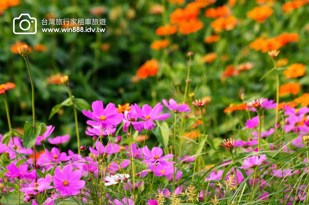 2023 1109 台中国际花毯节抢先看，展示期间11/11