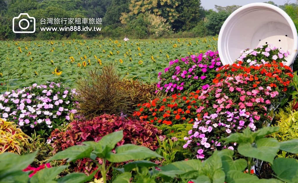 2023 1109 台中国际花毯节抢先看，展示期间11/11