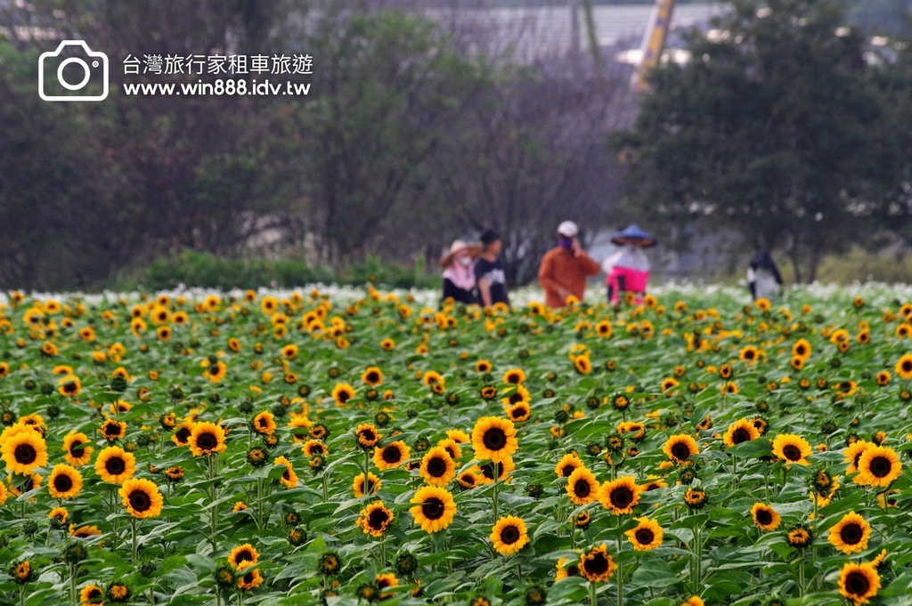 2023 1109 台中国际花毯节抢先看，展示期间11/11