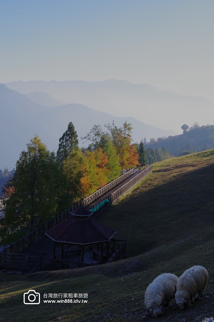 秋枫，棉羊，叠叠山峦，清境農場。