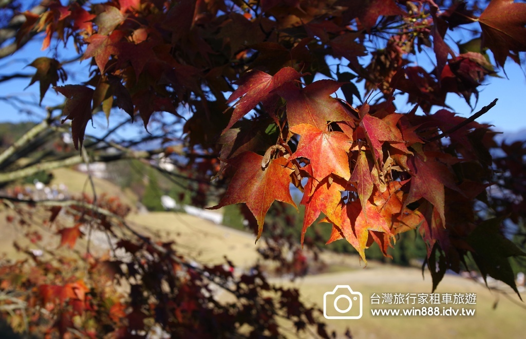 秋枫，棉羊，叠叠山峦，清境農場。