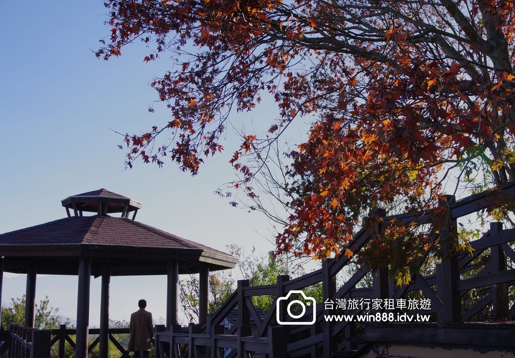 秋枫，棉羊，叠叠山峦，清境農場。