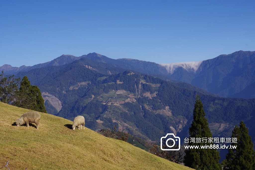秋枫，棉羊，叠叠山峦，清境農場。