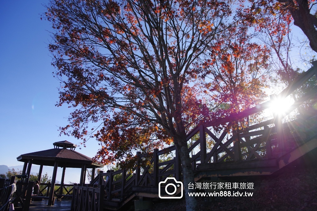 秋枫，棉羊，叠叠山峦，清境農場。