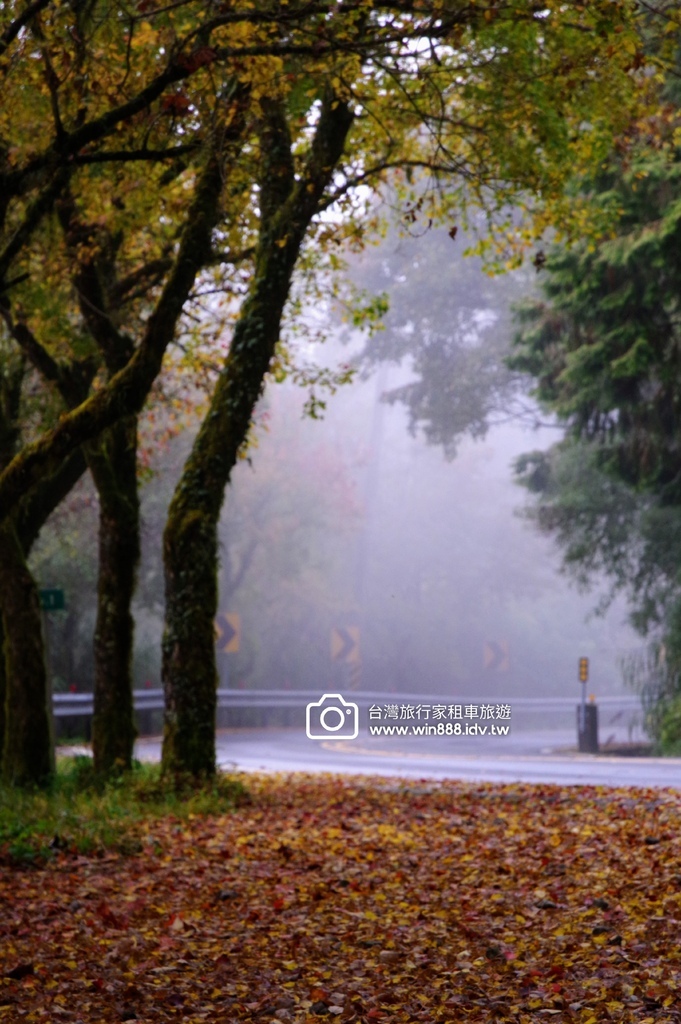 2023 1201 台湾红榨槭，台湾三角枫，枫香，青枫，都准