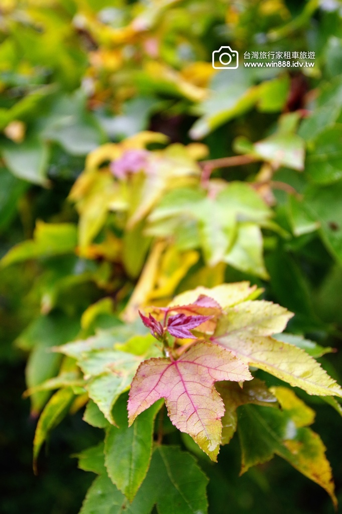 2023 1201 台湾红榨槭，台湾三角枫，枫香，青枫，都准