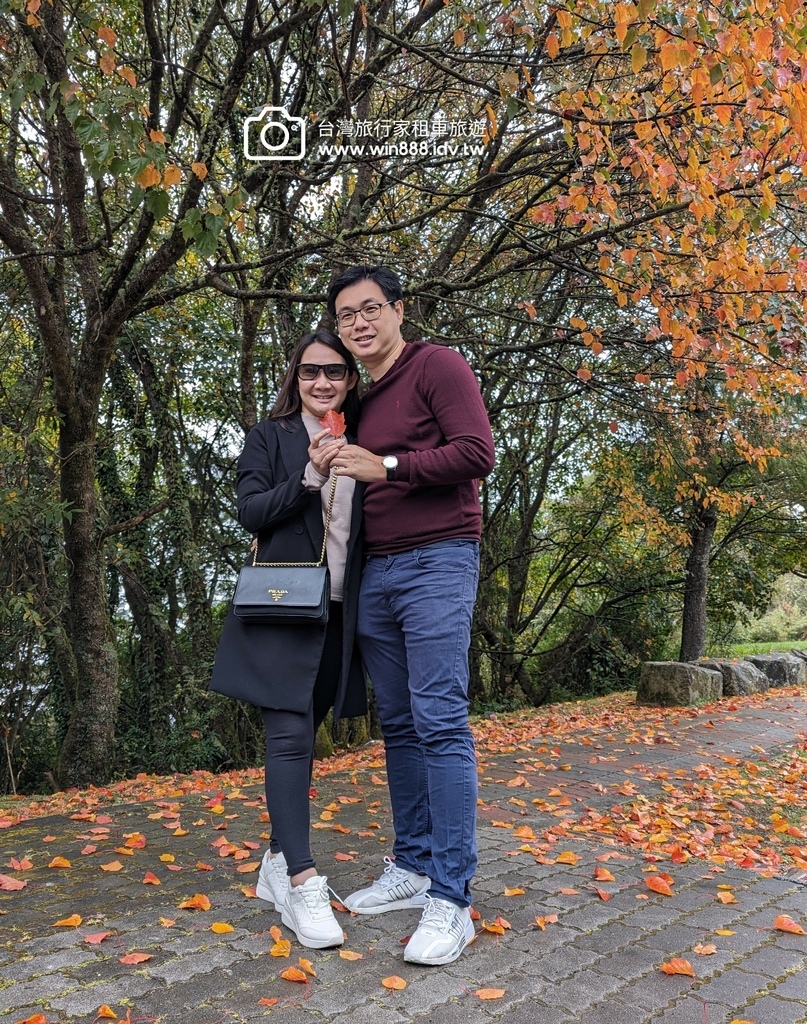 2023 1201 台湾红榨槭，台湾三角枫，枫香，青枫，都准