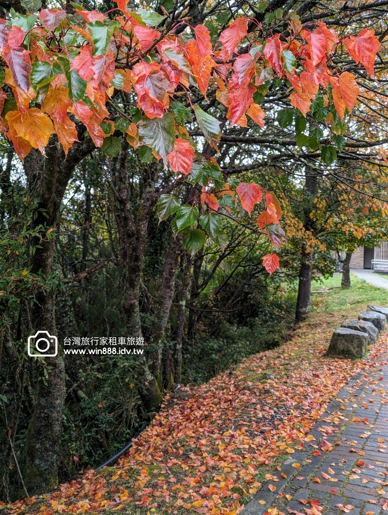 2023 1201 台湾红榨槭，台湾三角枫，枫香，青枫，都准