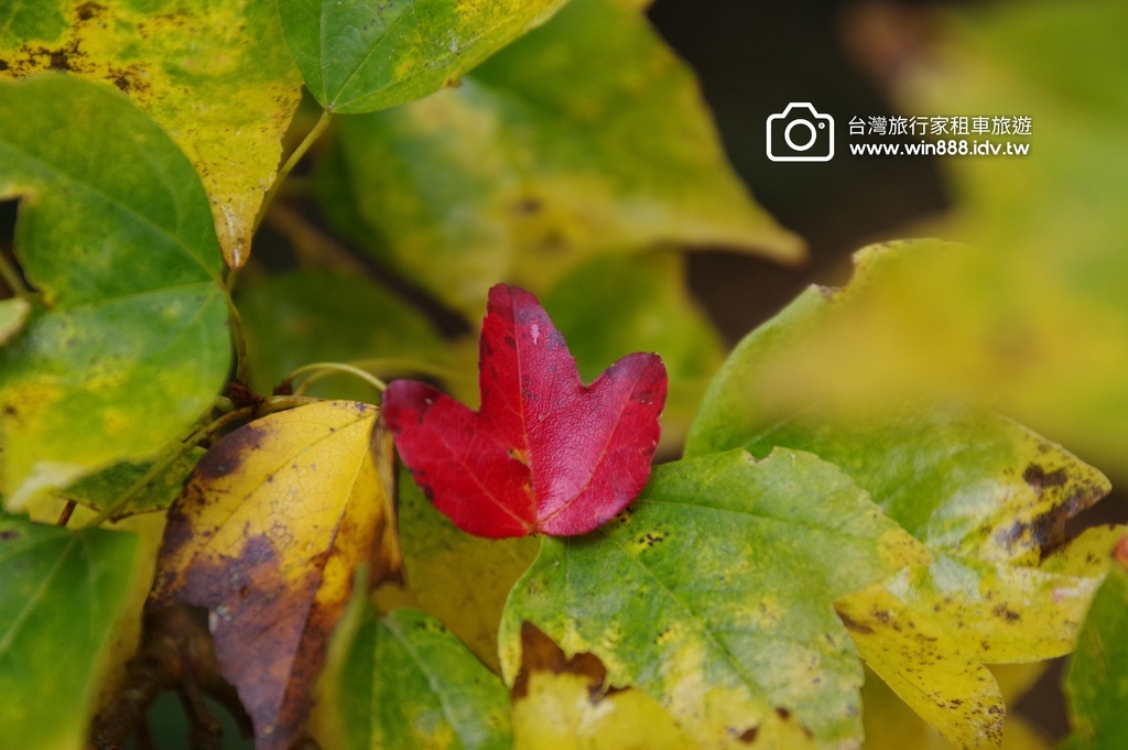 2023 1201 台湾红榨槭，台湾三角枫，枫香，青枫，都准