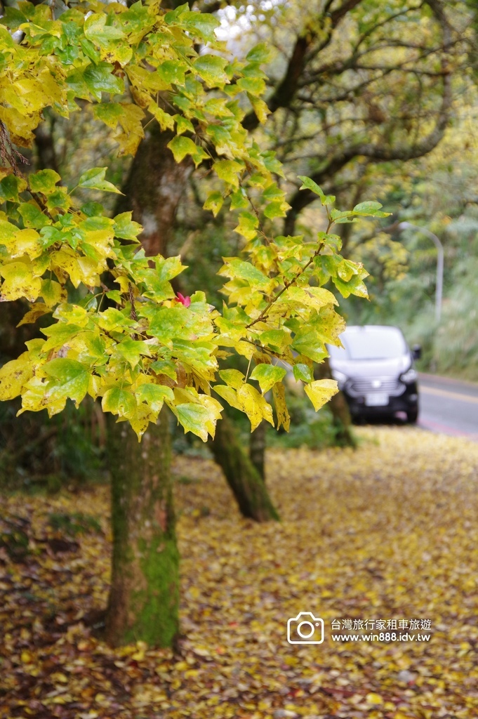 2023 1201 台湾红榨槭，台湾三角枫，枫香，青枫，都准