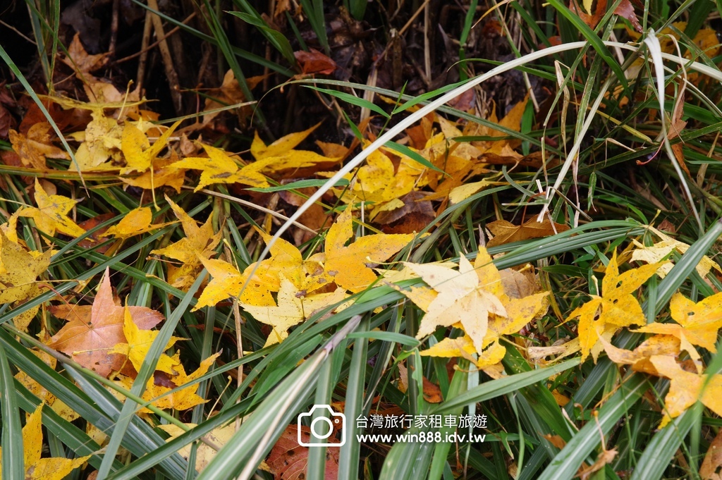2023 1201 台湾红榨槭，台湾三角枫，枫香，青枫，都准