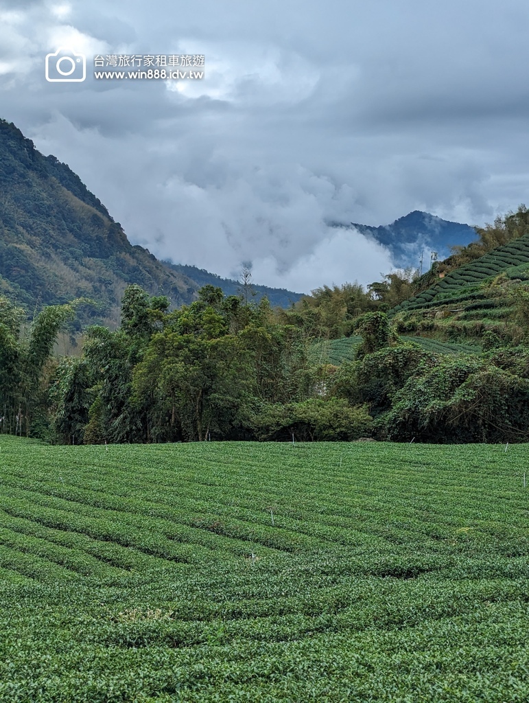 2023 1201 台湾红榨槭，台湾三角枫，枫香，青枫，都准