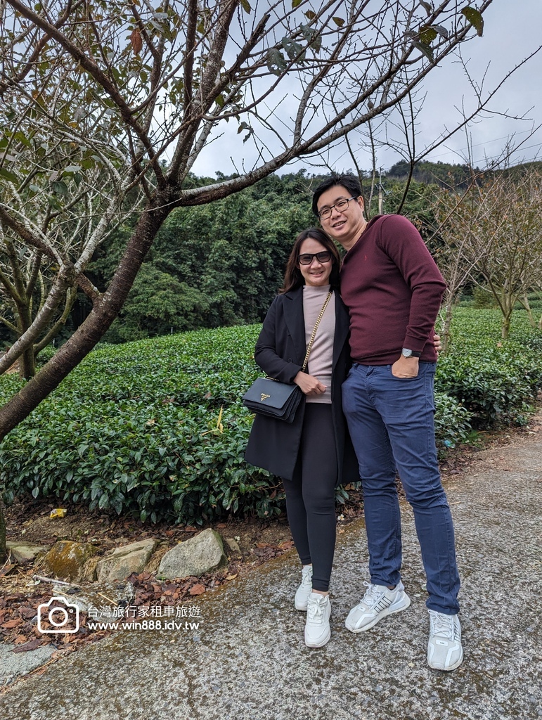 2023 1201 台湾红榨槭，台湾三角枫，枫香，青枫，都准