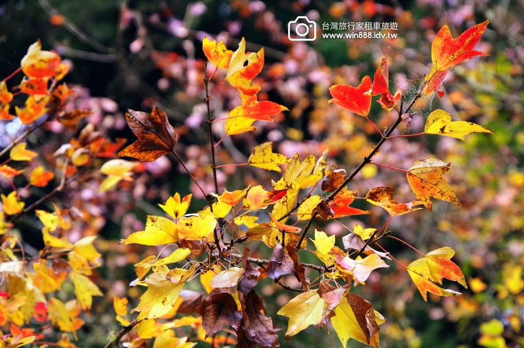 2023 1201 阿里山赏枫Part2，专业的司机带你探索