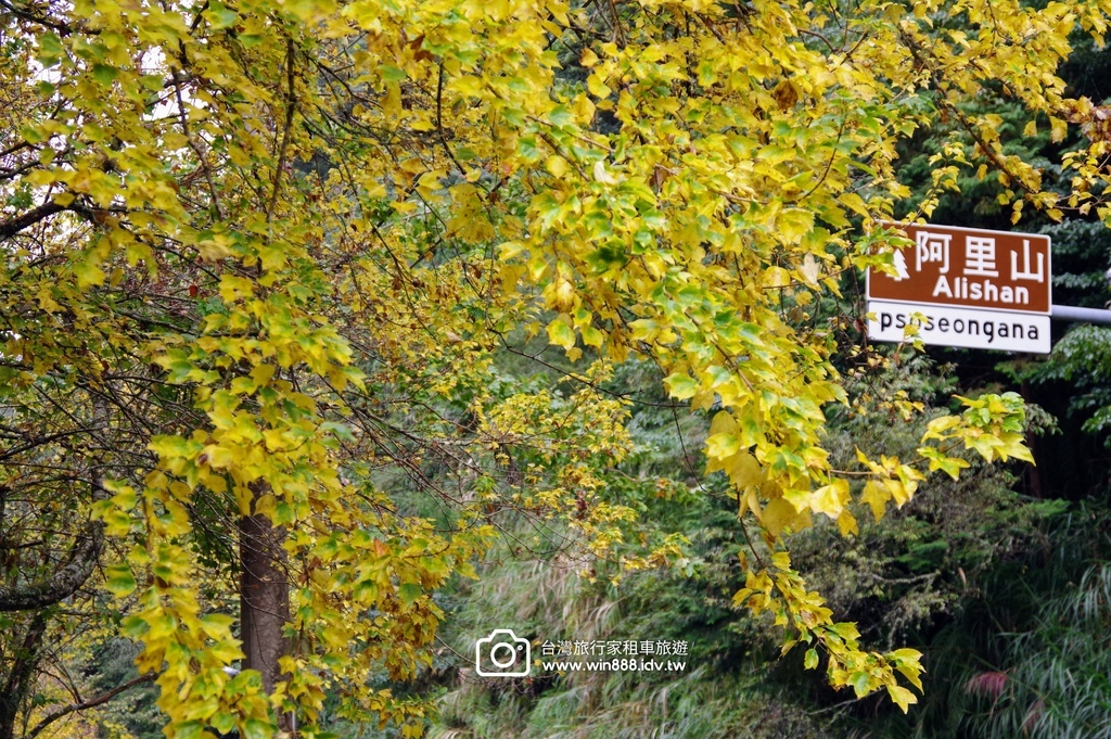2023 1201 阿里山赏枫Part2，专业的司机带你探索