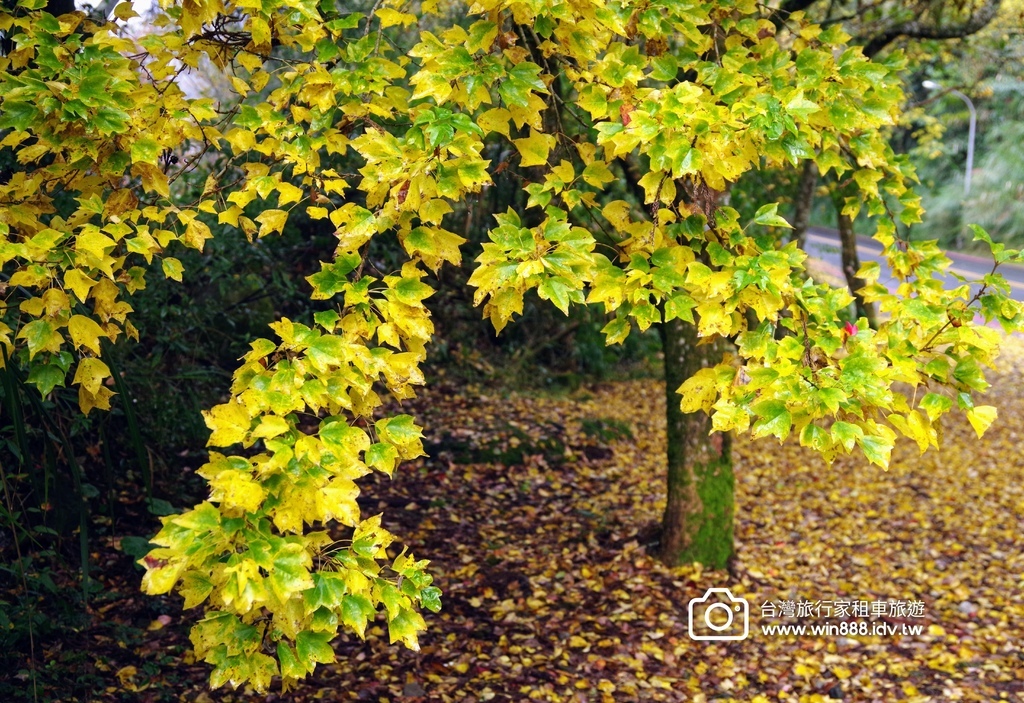 2023 1201 阿里山赏枫Part2，专业的司机带你探索