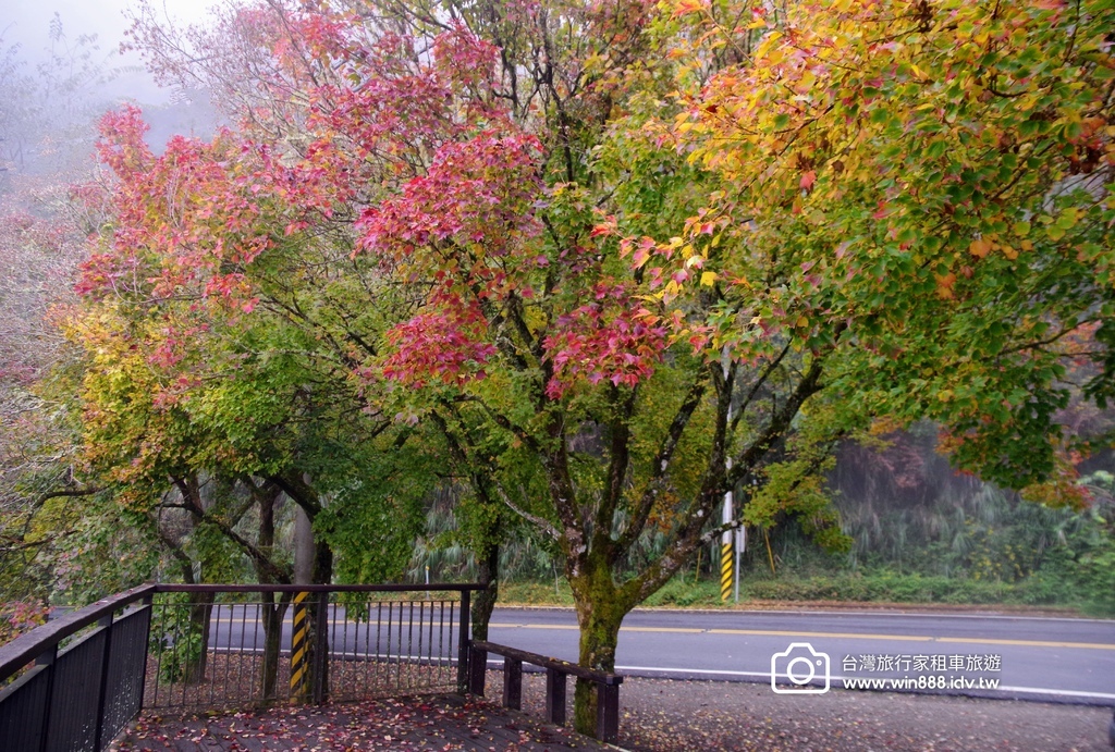 2023 1201 阿里山赏枫Part2，专业的司机带你探索