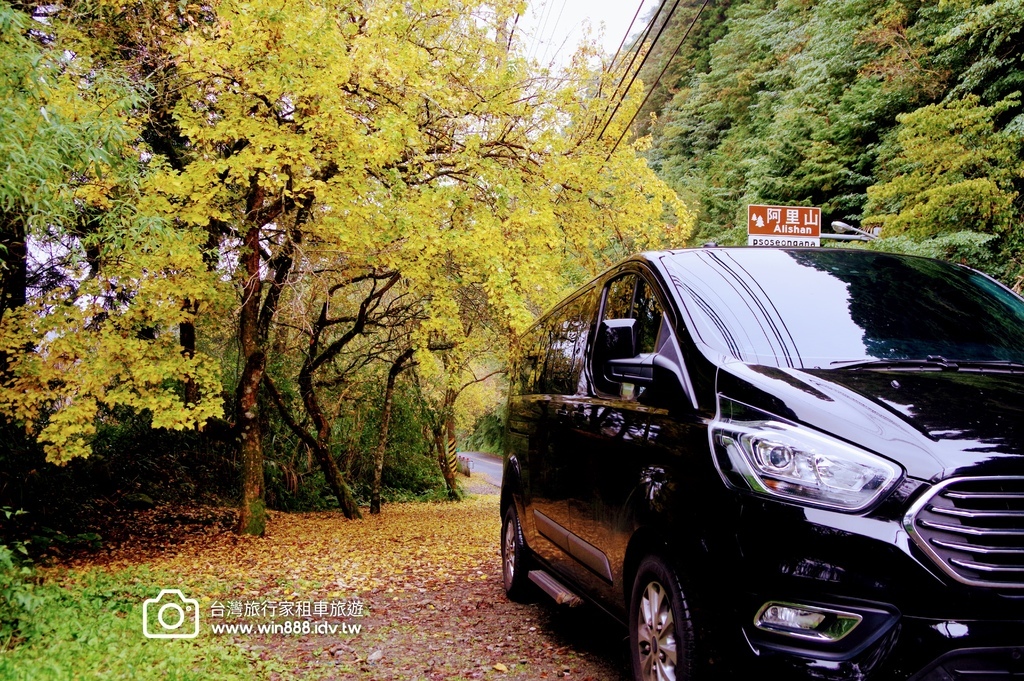 2023 1201 阿里山赏枫Part2，专业的司机带你探索