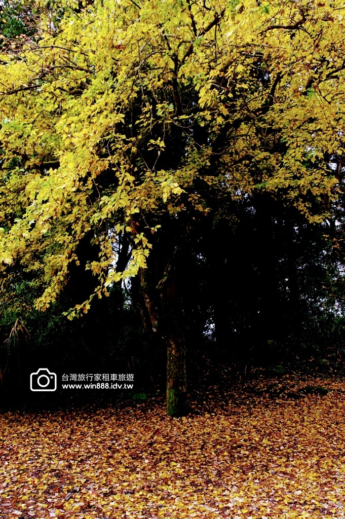 2023 1201 阿里山赏枫Part2，专业的司机带你探索