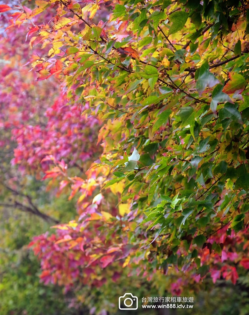 2023 1201 阿里山赏枫Part2，专业的司机带你探索