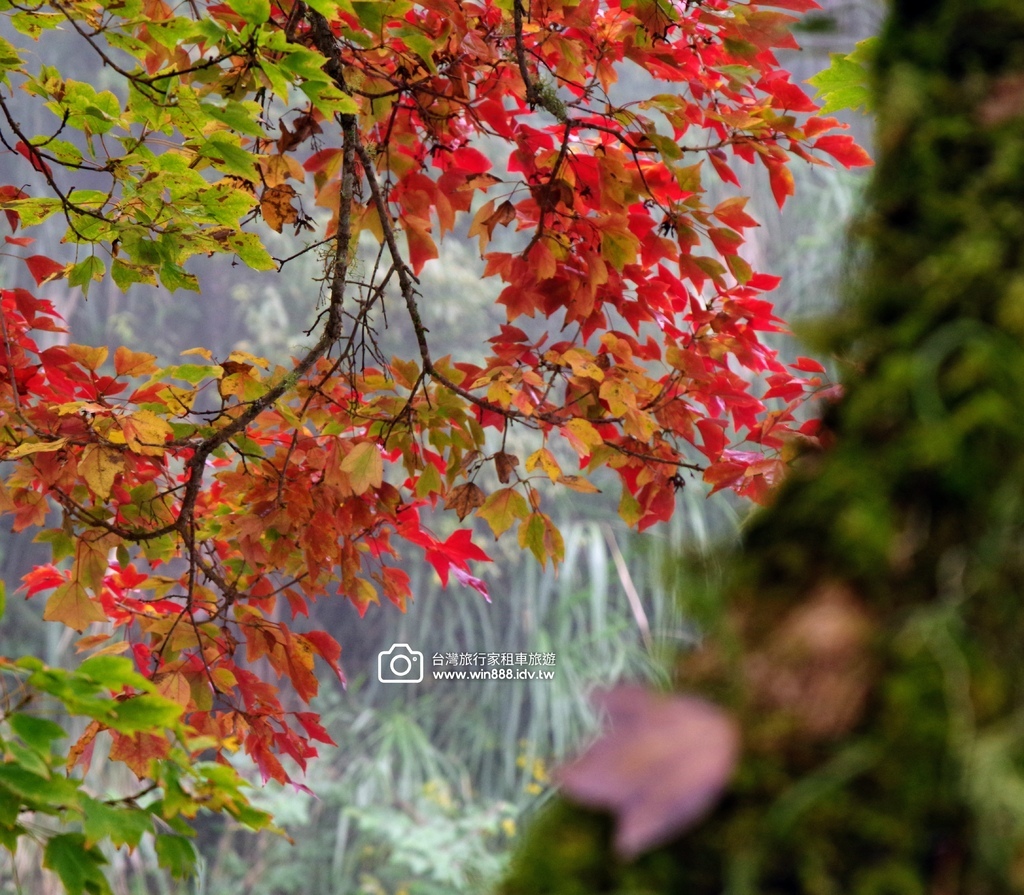 2023 1201 阿里山赏枫Part2，专业的司机带你探索