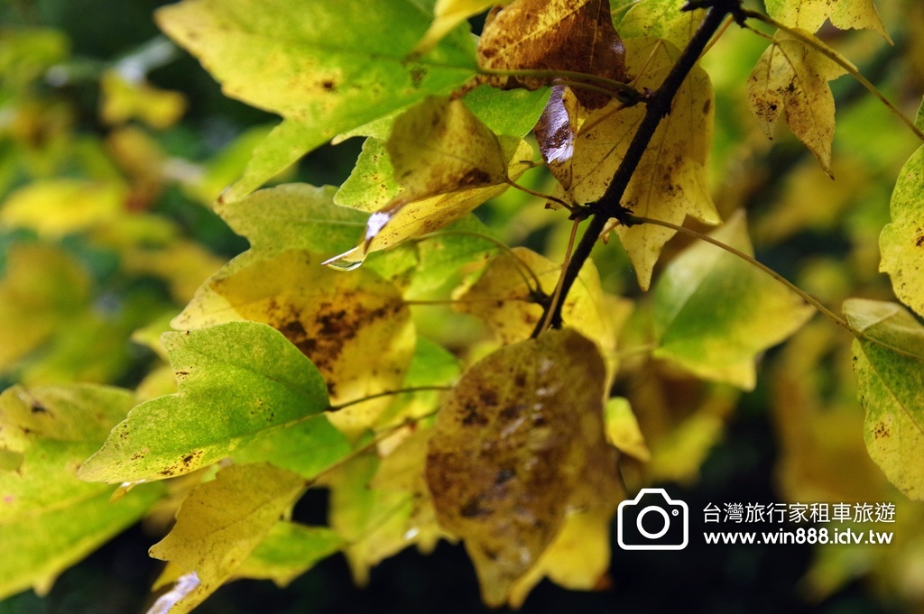 2023 1201 阿里山赏枫Part2，专业的司机带你探索