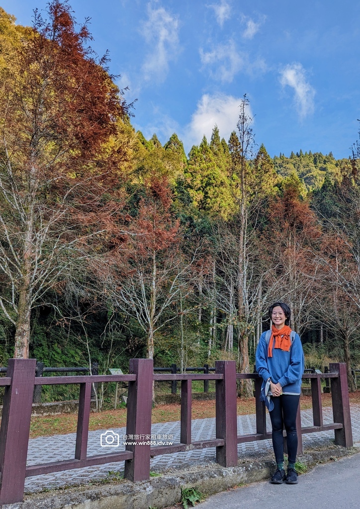 2023 1208 Hayley 包車杉林溪森呼吸,楓葉,落 2023 1208 Hayley 包車杉林溪森呼吸,楓葉,落