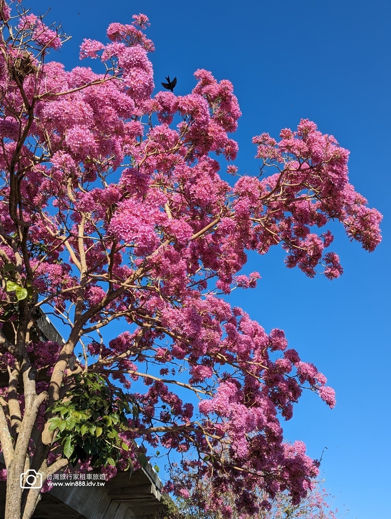 2023 1209 完美纯凈蓝，落日晚霞，幸福的一天，感谢H