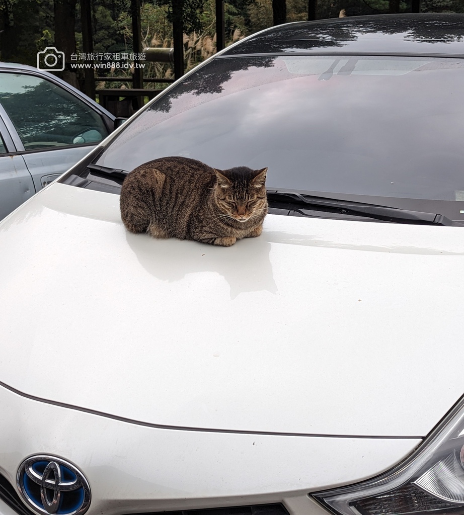 2024 0101 justin夫妻台北行。 #台湾包车 #