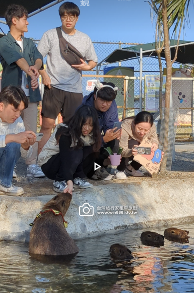 2024 0106 宜兰轻鬆走走，喝下午茶，Capybara