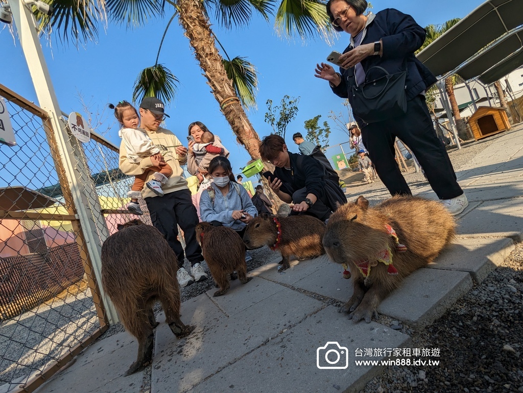 2024 0106 宜兰轻鬆走走，喝下午茶，Capybara