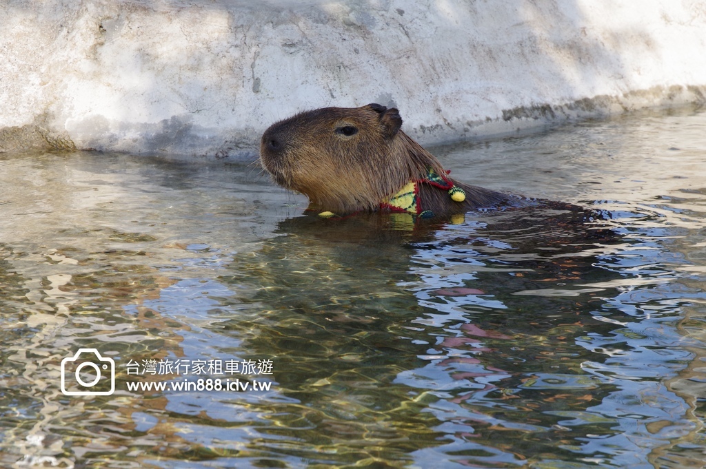 2024 0106 宜兰轻鬆走走，喝下午茶，Capybara