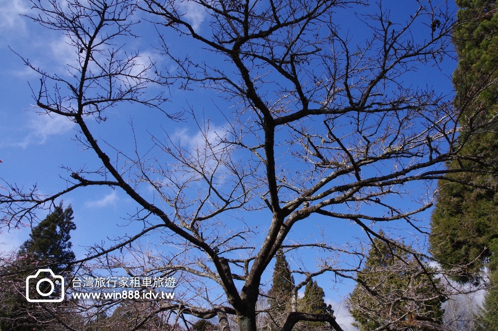 2024 0131 今天阿里山遼濶雲海不停放送中。