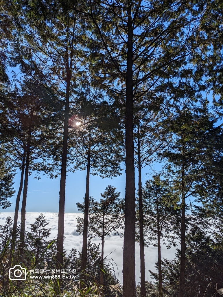 2024 0131 今天阿里山遼濶雲海不停放送中。