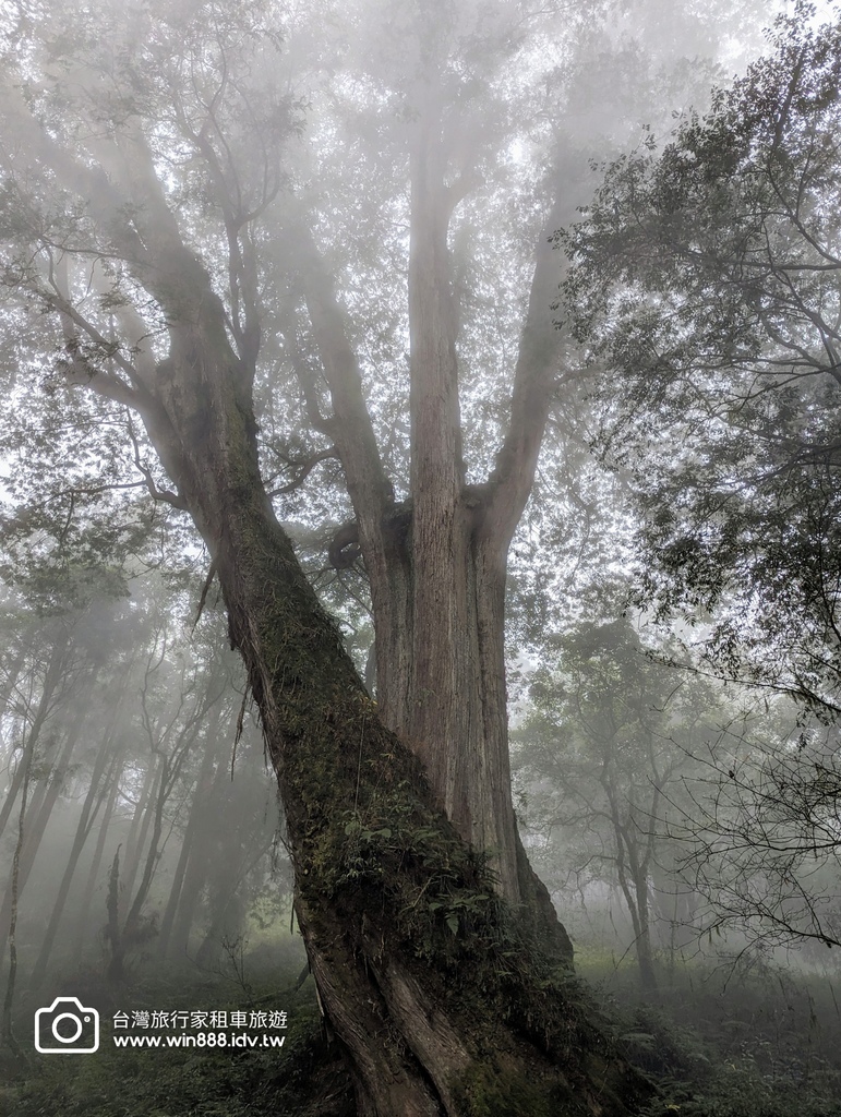 2024 0131 今天阿里山遼濶雲海不停放送中。