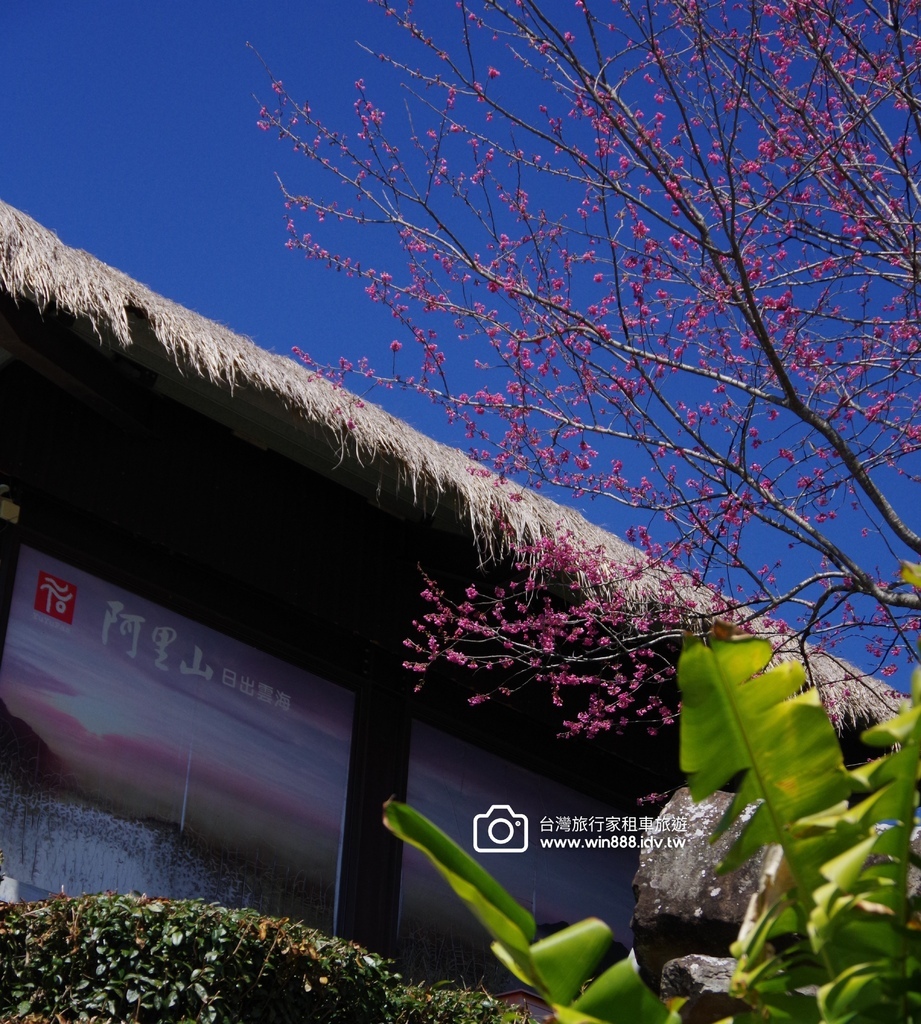 2024 0201 D5 阿里山鄒族村，喝阿里山茶，品蜜處理