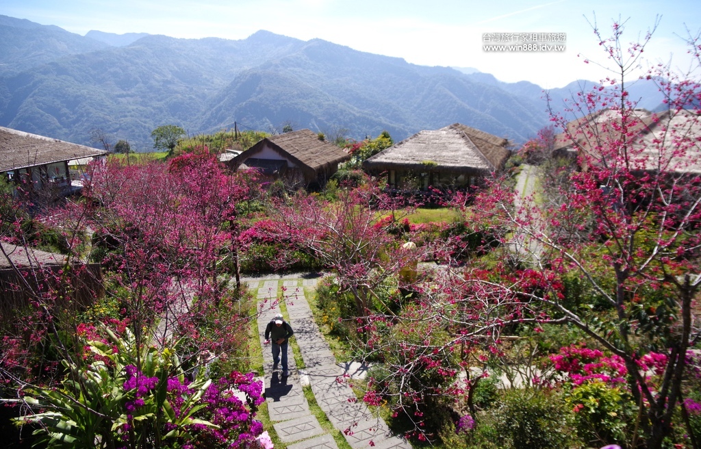 2024 0201 D5 阿里山鄒族村，喝阿里山茶，品蜜處理
