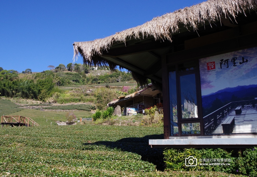 2024 0201 D5 阿里山鄒族村，喝阿里山茶，品蜜處理