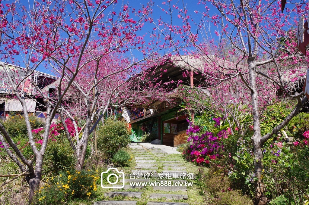 2024 0201 D5 阿里山鄒族村，喝阿里山茶，品蜜處理