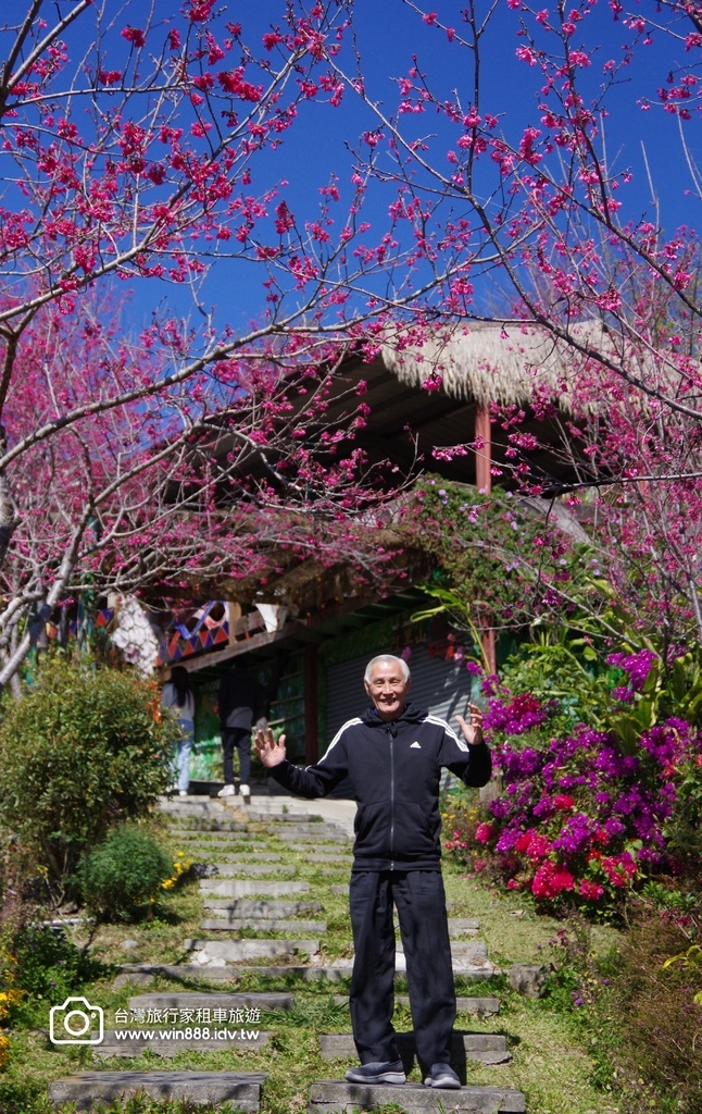 2024 0201 D5 阿里山鄒族村，喝阿里山茶，品蜜處理