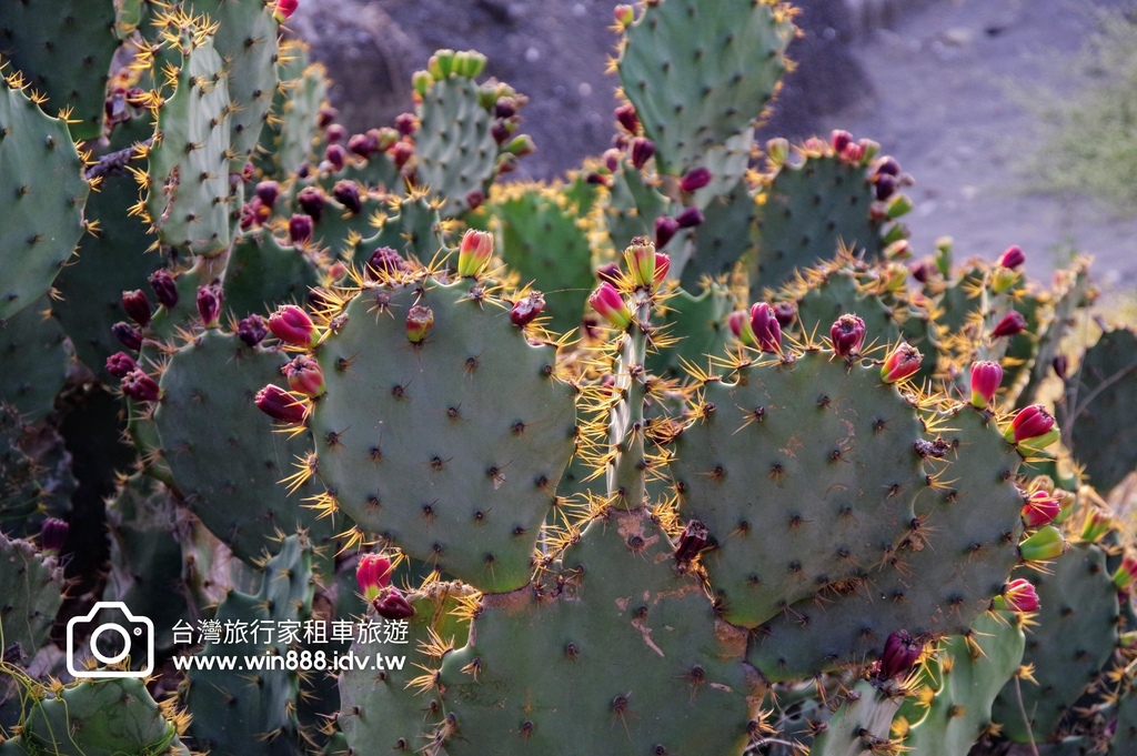 2024 0202 D6 仙人掌花，佛陀紀念館，旗後砲塔，星