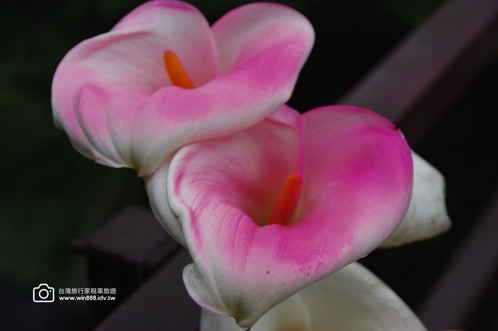 2024 0217 陽明山一日遊，花鐘，竹子湖，小油坑，冷水