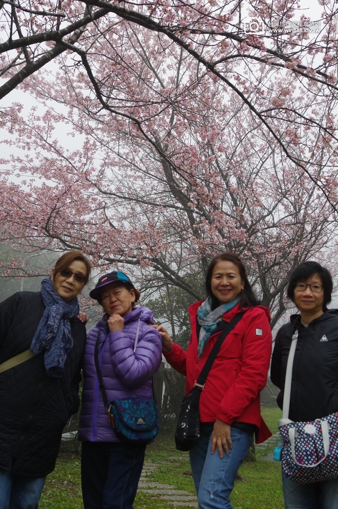 2024 0217 陽明山一日遊，花鐘，竹子湖，小油坑，冷水