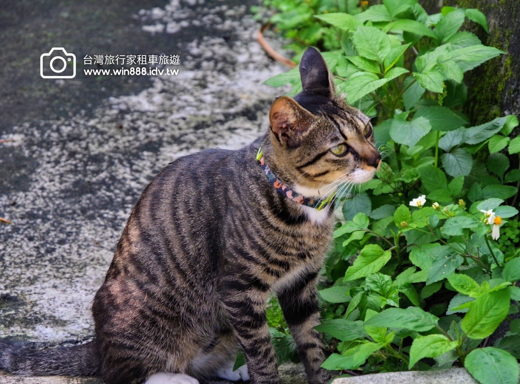 2024 0229 台北到宜蘭，走過懷舊小漁村，望著海享受鮮