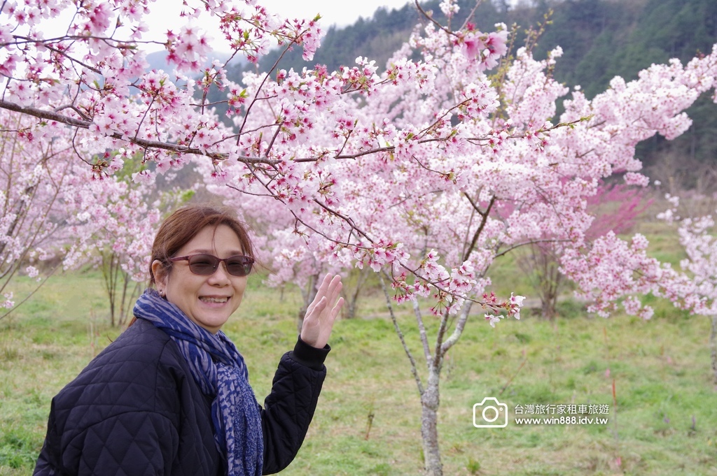2024 0301 宜蘭到武陵農場賞櫻花，雲海，花海，都見到