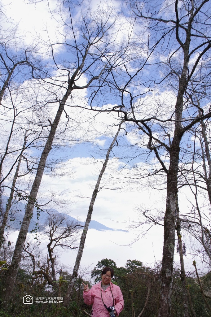 2024 0301 宜蘭到武陵農場賞櫻花，雲海，花海，都見到