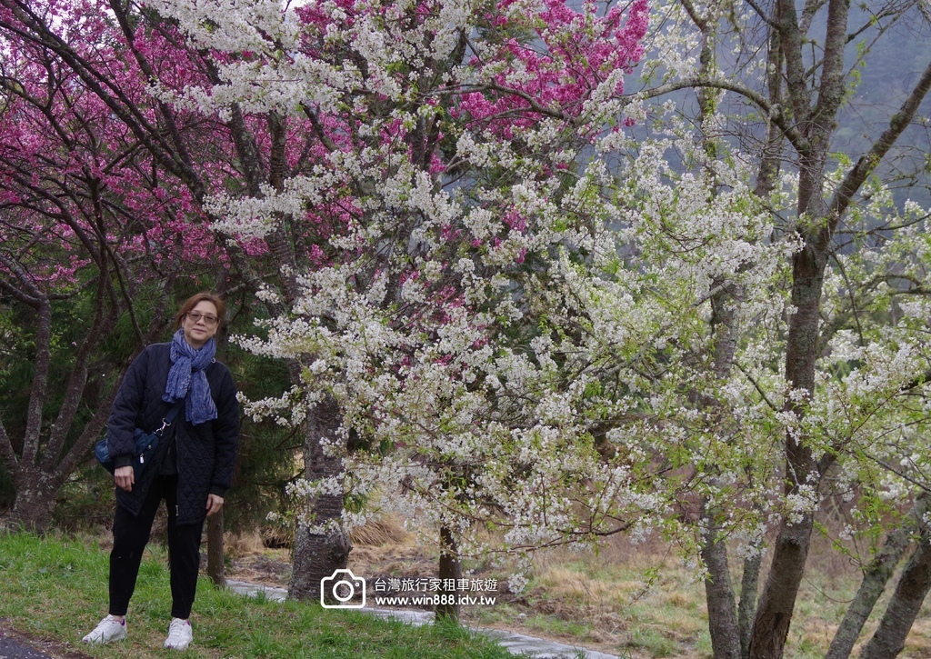 2024 0301 宜蘭到武陵農場賞櫻花，雲海，花海，都見到