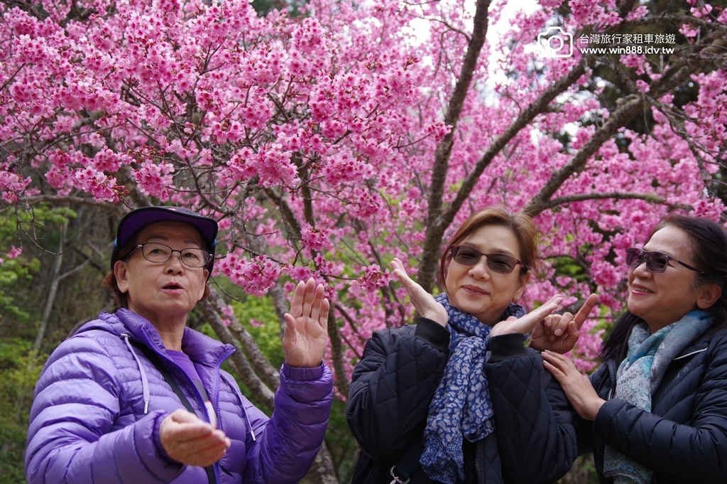 2024 0301 宜蘭到武陵農場賞櫻花，雲海，花海，都見到